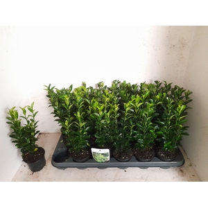 EUONYMUS JA GR SPIRE