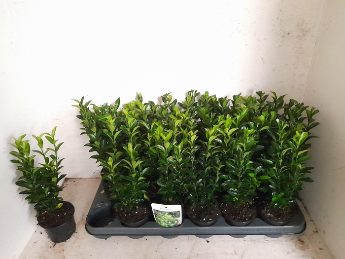 <h4>EUONYMUS JA GR SPIRE</h4>