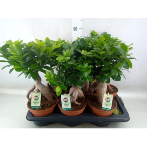 Ficus microcarpa 'Ginseng'