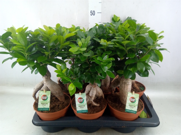 <h4>Ficus microcarpa 'Ginseng'</h4>