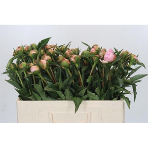 Paeonia Alertie