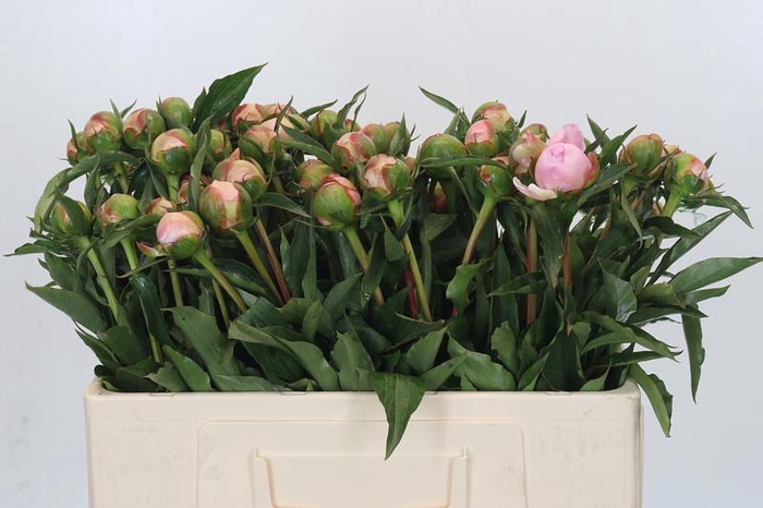 <h4>Paeonia Alertie</h4>