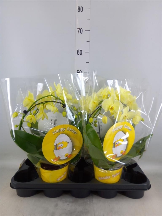 <h4>Phalaenopsis   ...</h4>