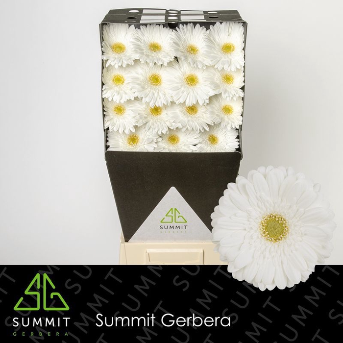 Gerbera Swanlake Diamond