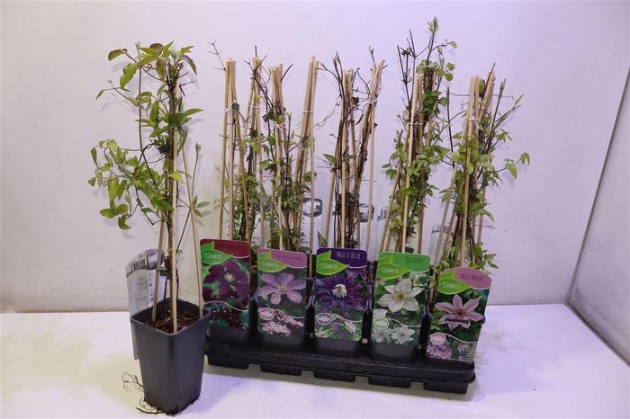 <h4>Clem Ov Mixtray</h4>