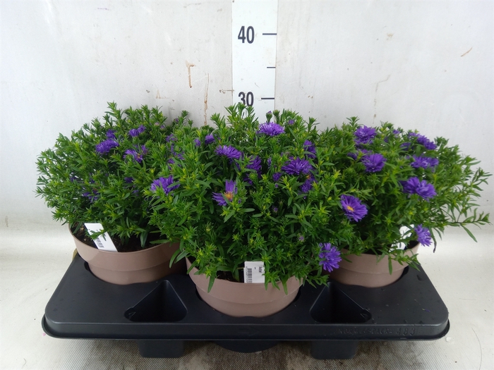 <h4>Aster dum. 'Alpha Light Pink'</h4>