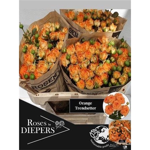 R Tr Ora Trendsetter