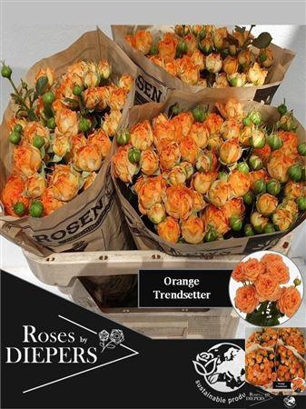 <h4>R Tr Ora Trendsetter</h4>