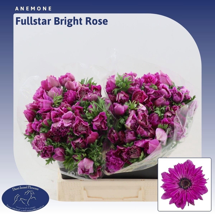 <h4>ANEM CO FSTAR B ROSE</h4>