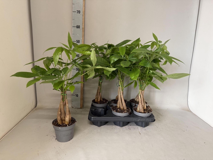 <h4>Pachira aquatica</h4>
