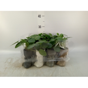 Arr.   Kamerplant Groen L%