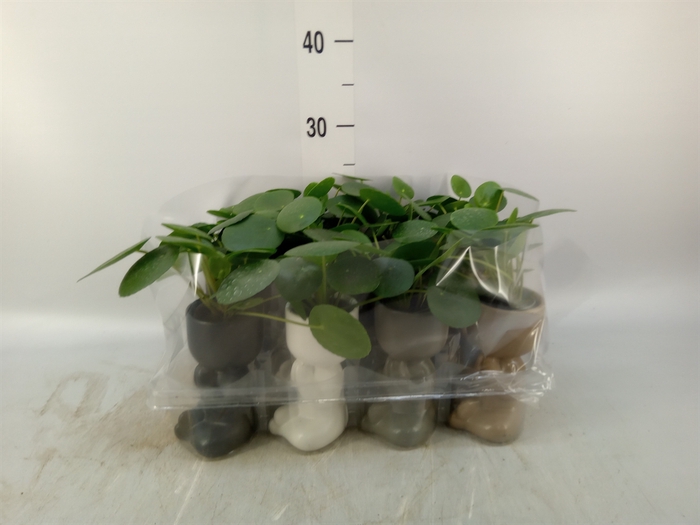 <h4>Arr.   Kamerplant Groen L%</h4>