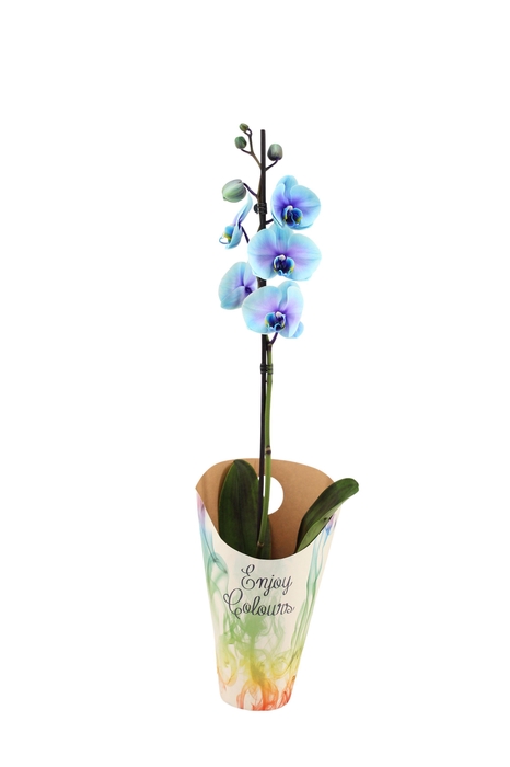 <h4>Enjoy Potcover Phal I Am Blue Lagoon 1T9+ (24 uur levertijd)</h4>
