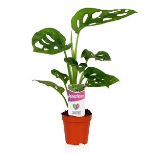 Monstera obliqua 'Monkey Mask'