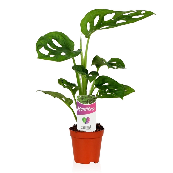 <h4>Monstera obliqua 'Monkey Mask'</h4>