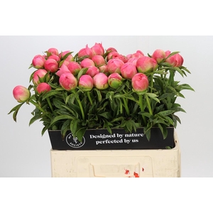 Paeonia Coral Sunset