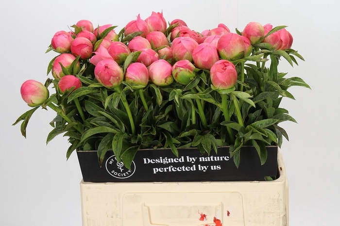 <h4>Paeonia Coral Sunset</h4>