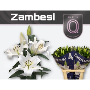 Lil. Zambesi (OT) 4+