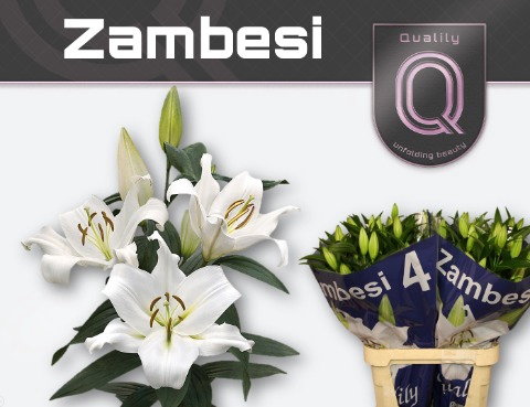 <h4>Lil. Zambesi (OT) 4+</h4>