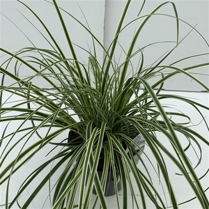 Carex 'Evercream' P17 (2ltr)