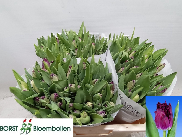 <h4>TU FR PURPLE CRYSTAL</h4>