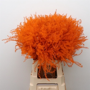 Dried Stipa Feather Oranje