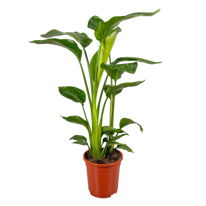 <h4>Strelitzia nicolai 2 stek 80-90cm</h4>