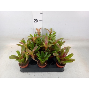 Nidularium  'Fire Ball'