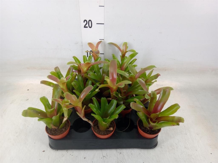 <h4>Nidularium  'Fire Ball'</h4>