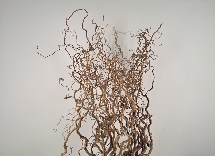 <h4>Corylus (2-Jarig) Extra</h4>