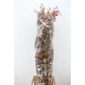 ROSA FAIR JEWEL 180CM