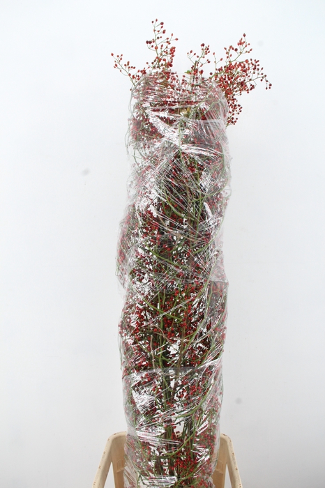 <h4>ROSA FAIR JEWEL 180CM</h4>