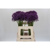 Allium Jackpot