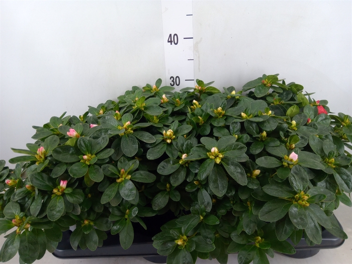 <h4>Rhododendron sim.   ...mix</h4>
