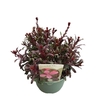 Gaura Belleza Dark Pink