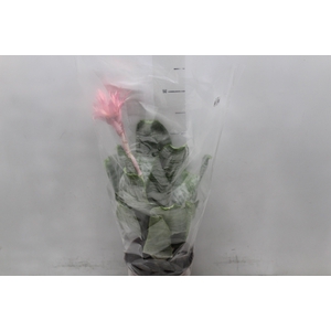 AECHMEA FASCIATA P17