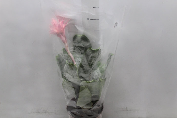 <h4>AECHMEA FASCIATA P17</h4>