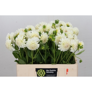 Dahlia Boom Boom White