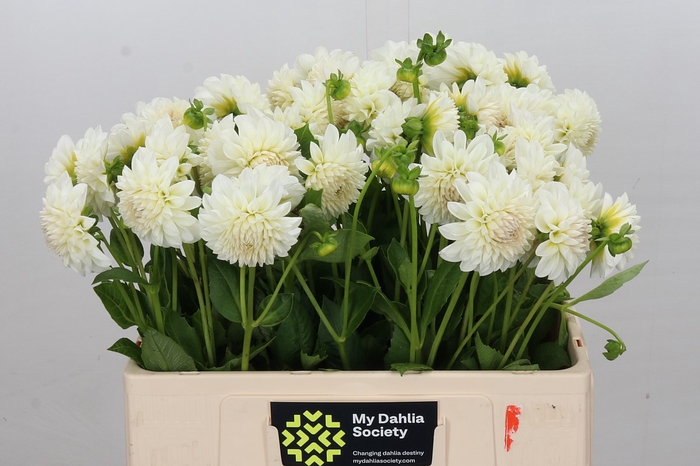 <h4>Dahlia Boom Boom White</h4>