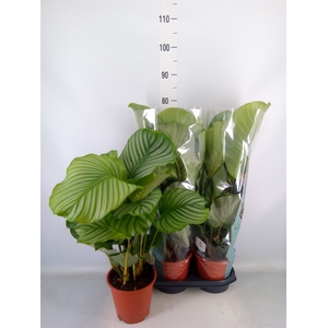 Calathea orbifolia