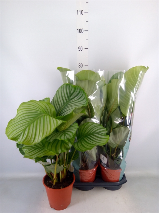 <h4>Calathea orbifolia</h4>