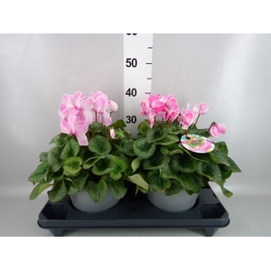 Cyclamen GR 'Halios HD'