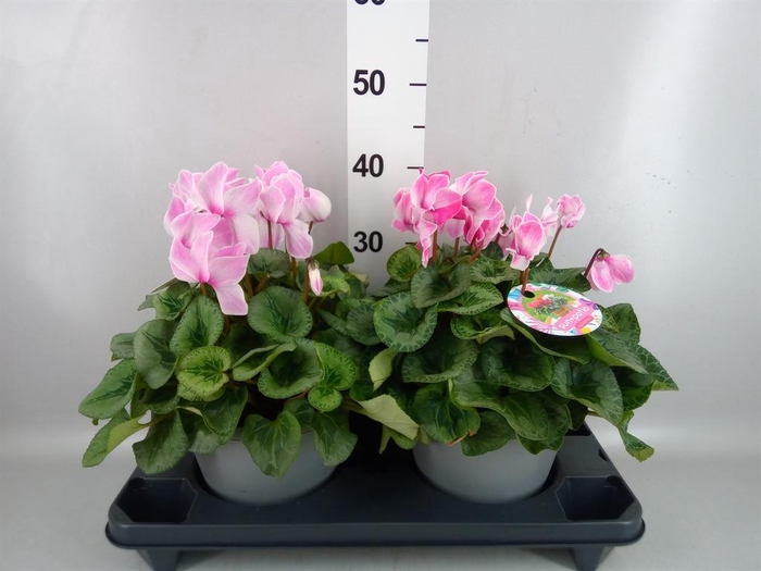 <h4>Cyclamen GR 'Halios HD'</h4>