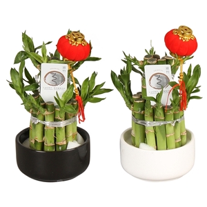 Lucky Bamboo Round 2B in ø09cm Ceramic Black&White