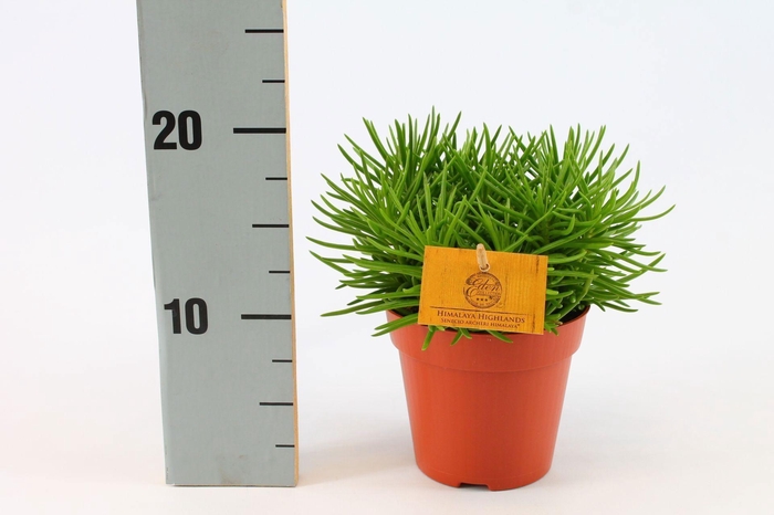 <h4>Senecio Himalaya 12cm</h4>