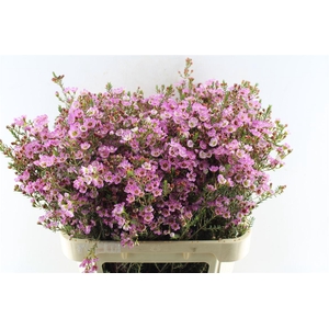 Chamelaucium Adi Pink