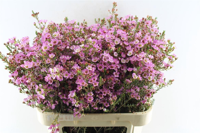 <h4>Chamelaucium Adi Pink</h4>