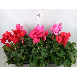 Cyclamen GR 'Leopardo'