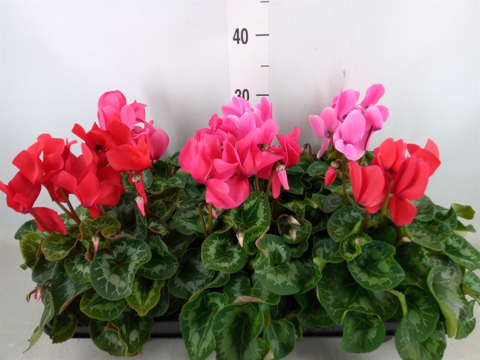 <h4>Cyclamen GR 'Leopardo'</h4>