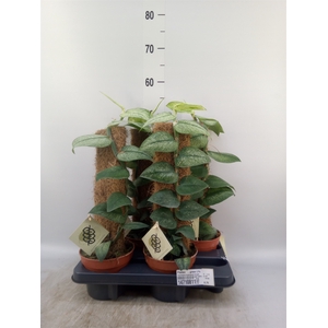 Planten   ...green L%